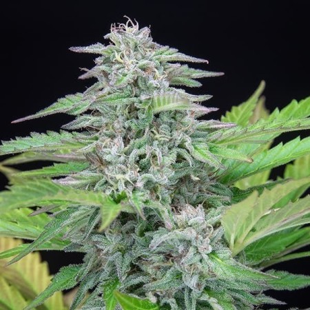 Critical | Feminized  | Royal Queen Seeds