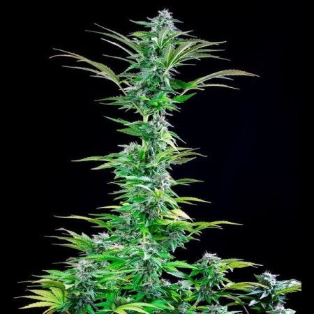 Critical | Feminized  | Royal Queen Seeds
