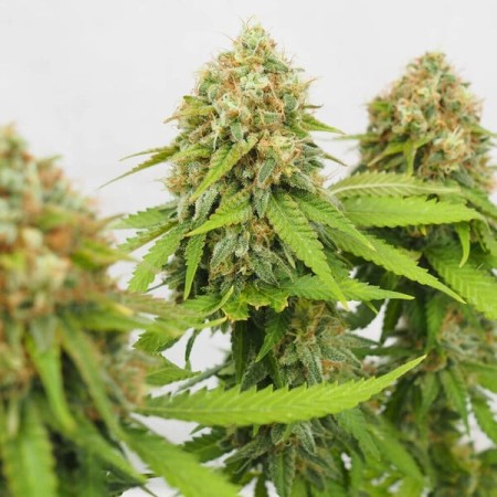 Critical | Feminized  | Royal Queen Seeds