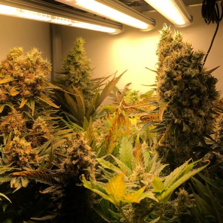 Critical | Feminized  | Royal Queen Seeds