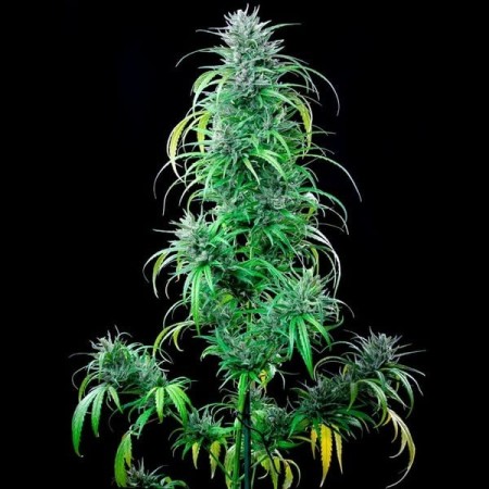 Critical Kush| Feminized  | Royal Queen Seeds
