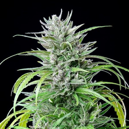Critical Kush| Feminized  | Royal Queen Seeds
