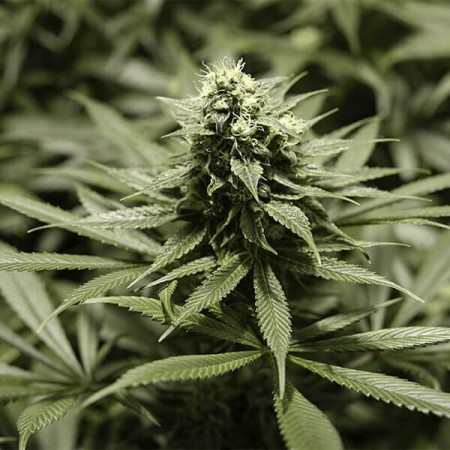 Critical Kush| Feminized  | Royal Queen Seeds