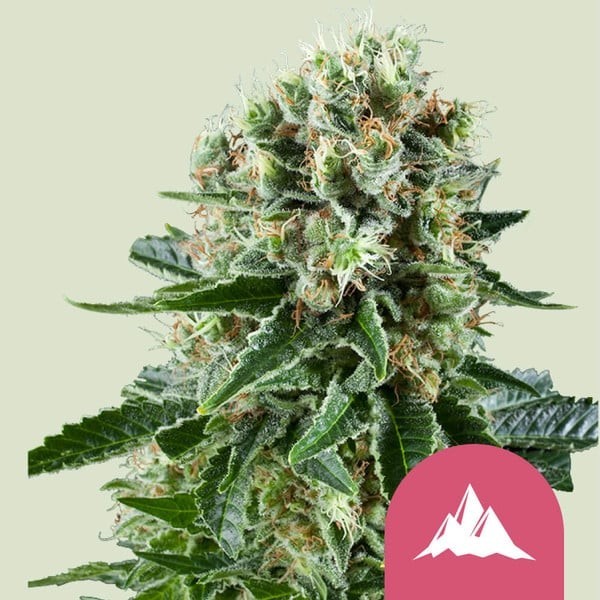 Critical Kush| Royal Queen Seeds | Feminized