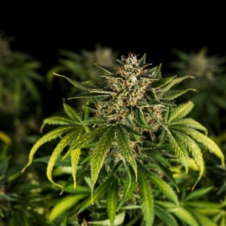 Green Gelato |  Autoflowering | Royal Queen Seeds