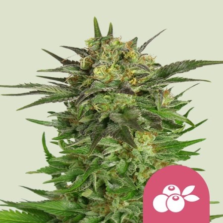 Haze Berry | Feminized  | Royal Queen Seeds