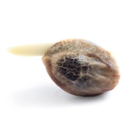 Honey Cream | Feminized  | Royal Queen Seeds