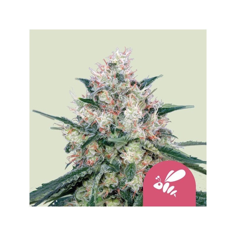 Honey Cream | Feminized  | Royal Queen Seeds