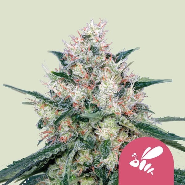 Honey Cream | Fast Flowering | Royal Queen Seeds | Feminized