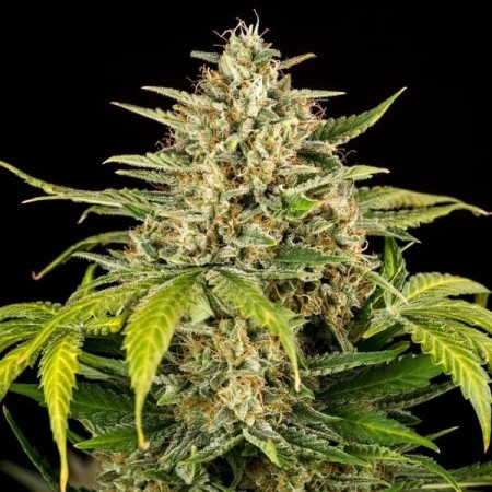 Green Gelato |  Autoflowering | Royal Queen Seeds