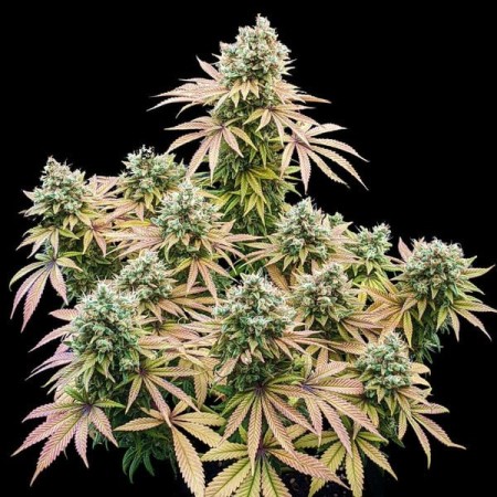 Lemon Shining Silver Haze | Feminized  | Royal Queen Seeds