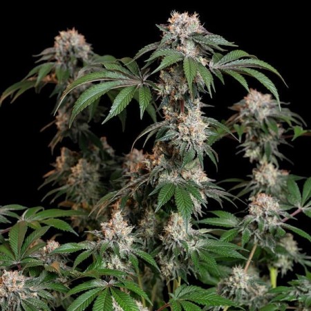 Lemon Shining Silver Haze | Feminized  | Royal Queen Seeds