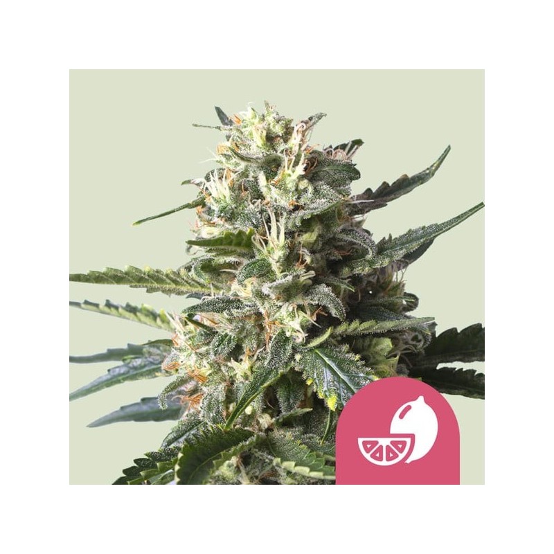 Lemon Shining Silver Haze | Feminized  | Royal Queen Seeds