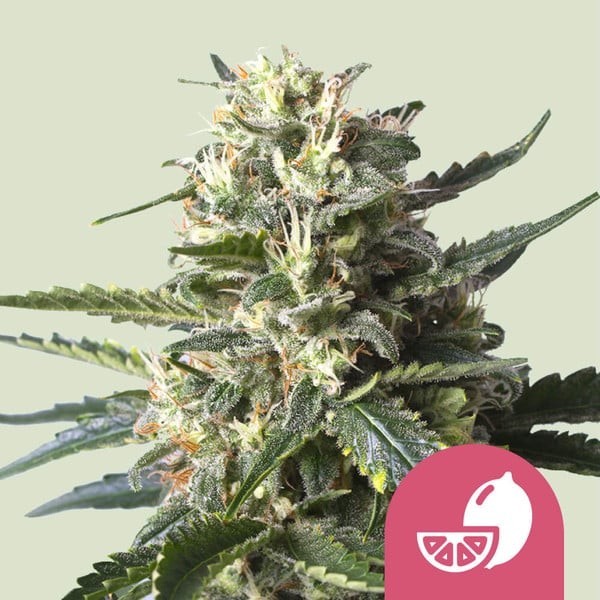 Lemon Shining Silver Haze | Royal Queen Seeds | Feminized