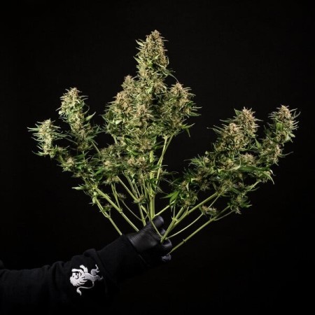 Green Gelato |  Autoflowering | Royal Queen Seeds