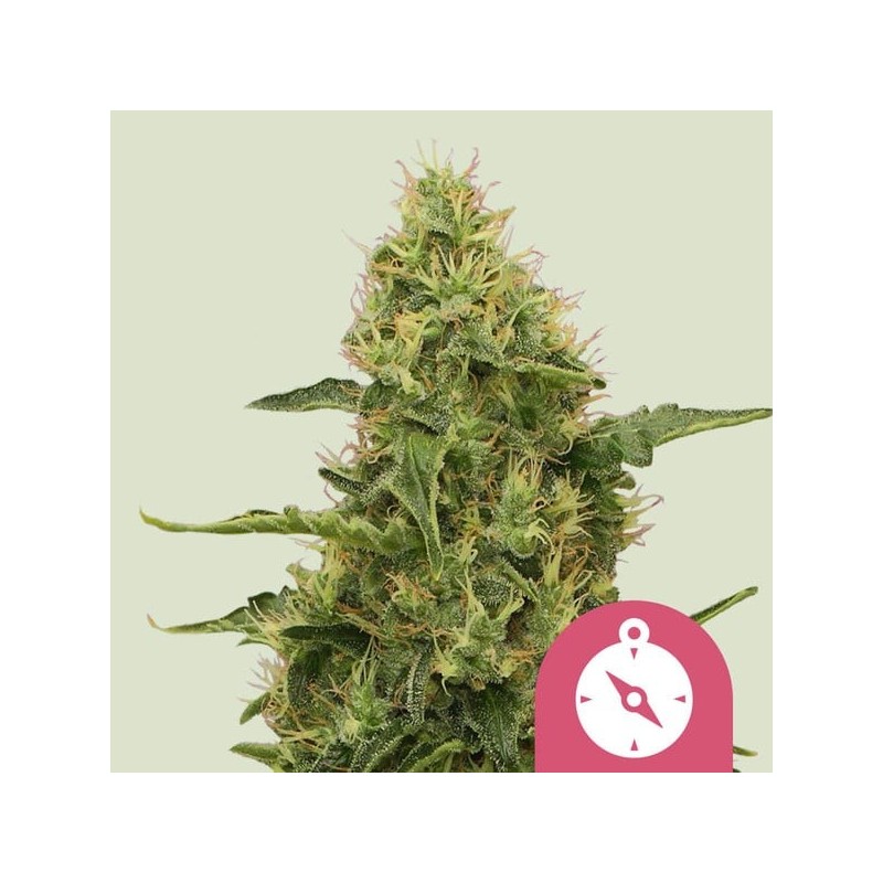 Northern Light | Feminized  | Royal Queen Seeds