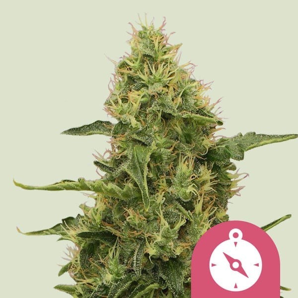 Northern Light | Royal Queen Seeds | Feminized