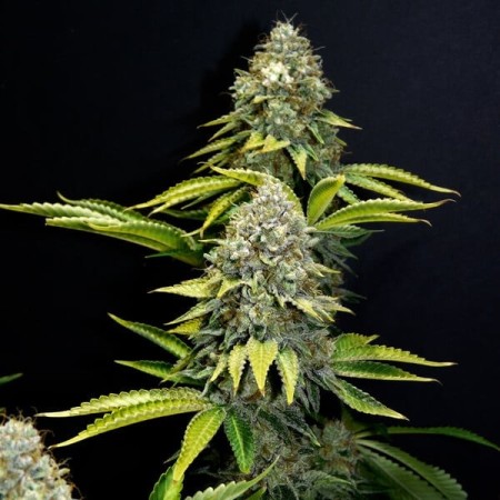 O.G. Kush | Feminized  | Royal Queen Seeds