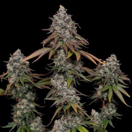 O.G. Kush | Feminized  | Royal Queen Seeds
