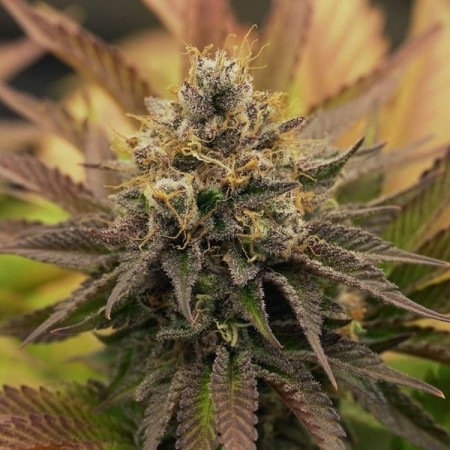 O.G. Kush | Feminized  | Royal Queen Seeds
