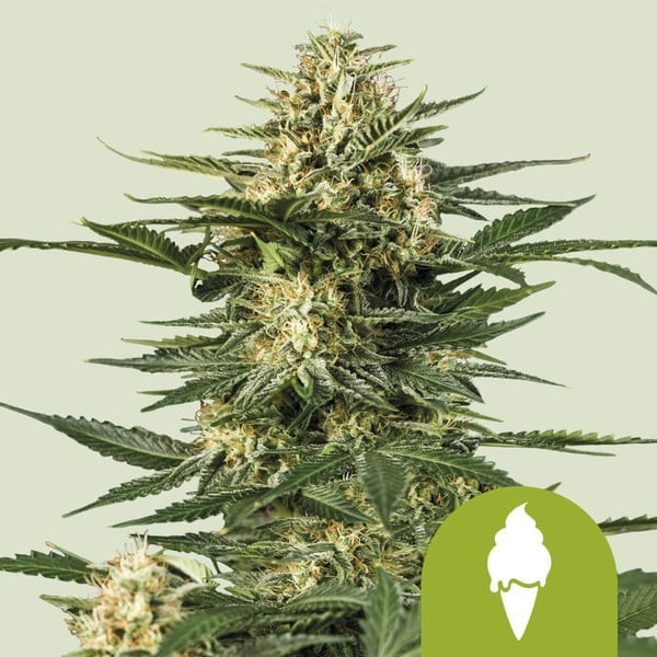Green Gelato | Royal Queen Seeds | Autoflowering
