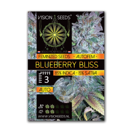 Blueberry Bliss | Autoflower | Vision Seeds
