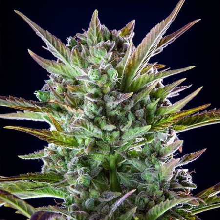 Pineapple Kush | Feminized  | Royal Queen Seeds