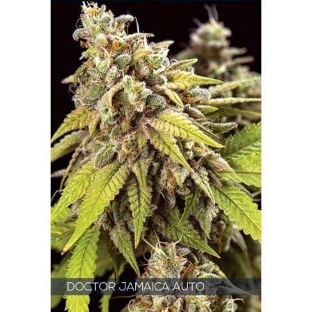 Doctor Jamaica | Autoflower | Vision Seeds