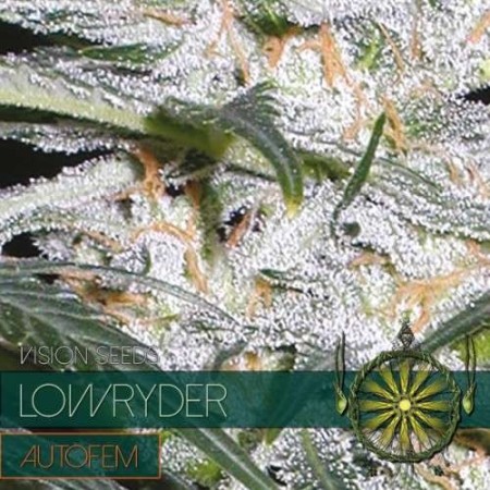 Lowryder | Autoflower | Vision Seeds