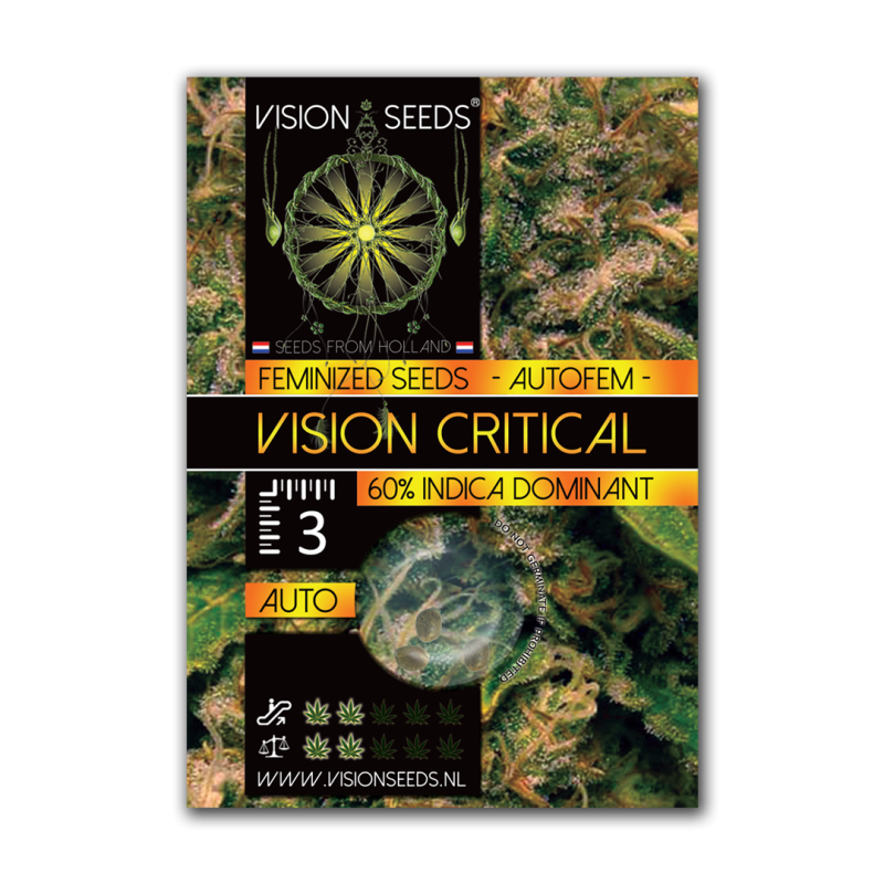 Vision Critical | Autoflower | Vision Seeds