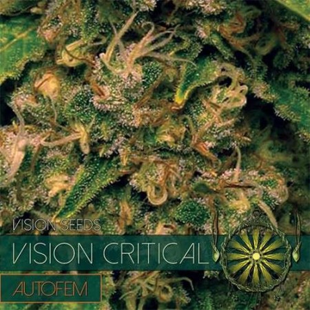 Vision Critical | Autoflower | Vision Seeds