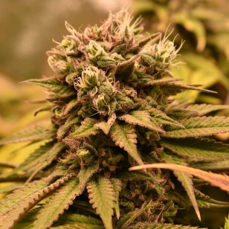 Pineapple Kush | Feminized  | Royal Queen Seeds