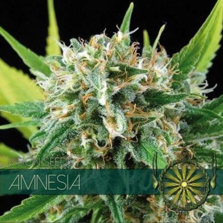 Amnesia | Feminized | Vision Seeds