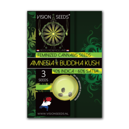 Buddha Kush | Feminized | Vision Seeds