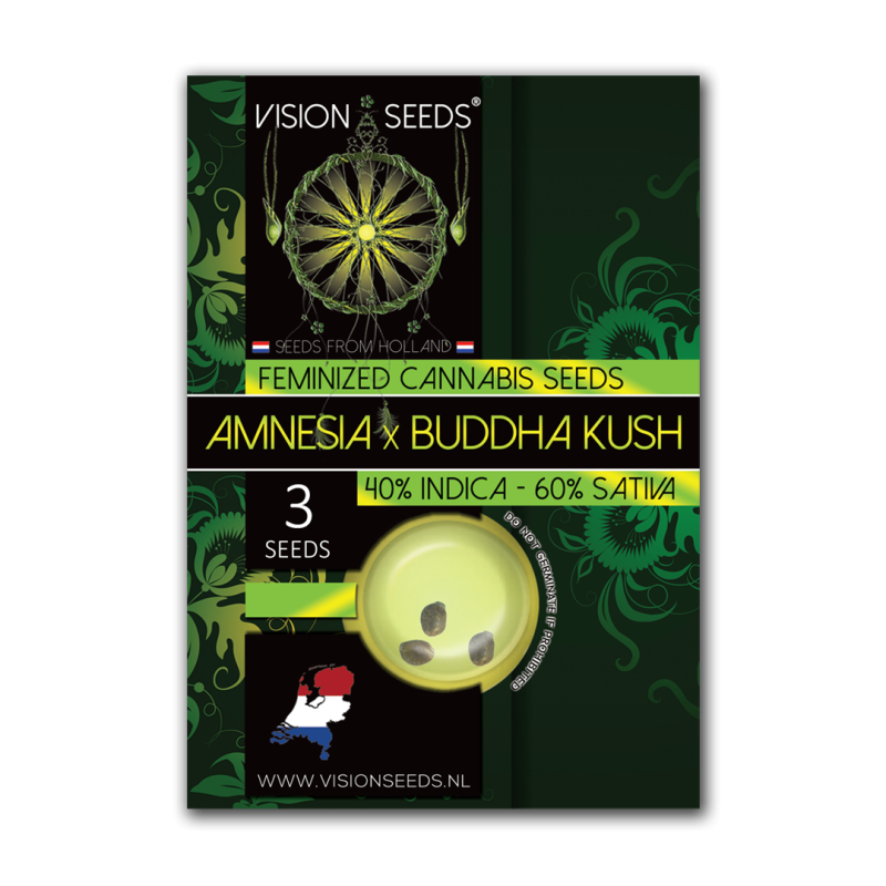 Buddha Kush | Feminized | Vision Seeds