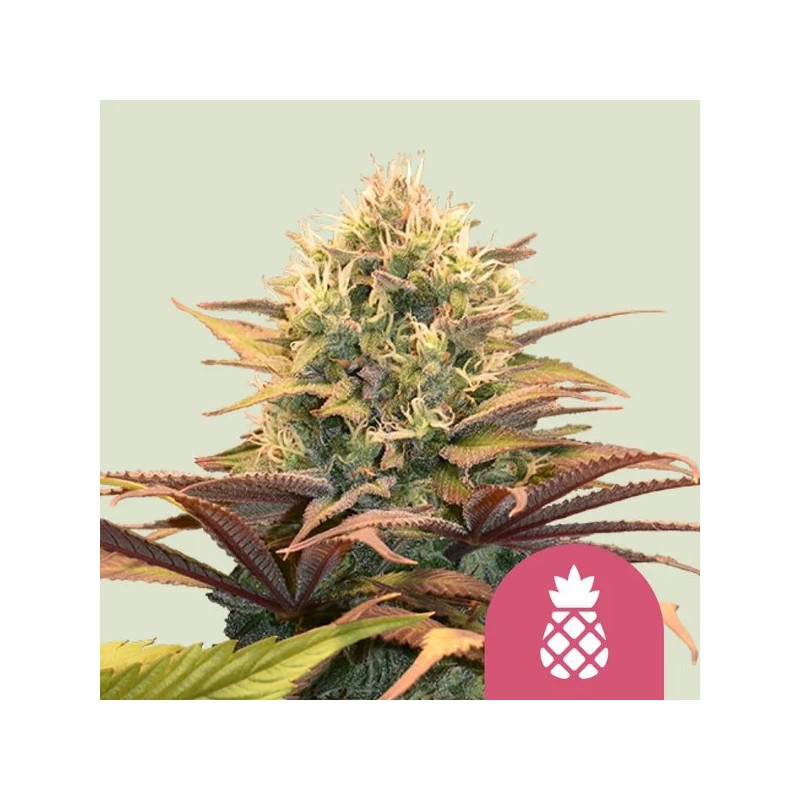 Pineapple Kush | Feminized  | Royal Queen Seeds