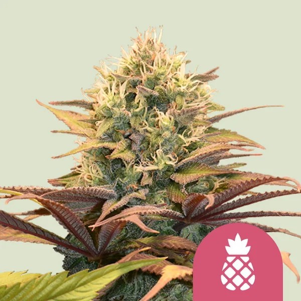 Pineapple Kush | Royal Queen Seeds | Feminized