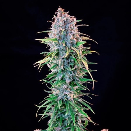 Power Flower | Feminized  | Royal Queen Seeds