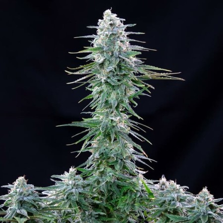 Power Flower | Feminized  | Royal Queen Seeds