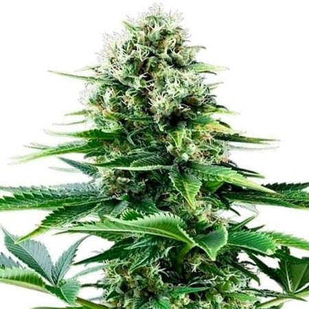 Power Flower | Feminized  | Royal Queen Seeds
