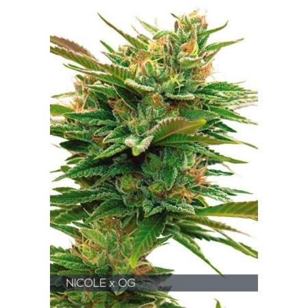 Nicole X OG | Feminized | Vision Seeds