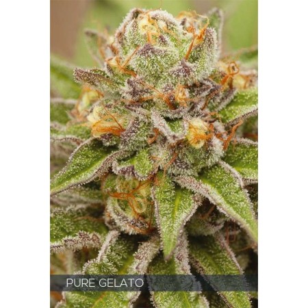 Pure Gelato | Feminized | Vision Seeds