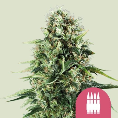 Royal AK | Feminized  | Royal Queen Seeds