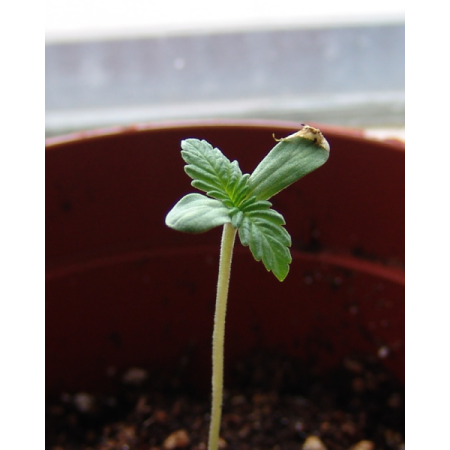 Amnesia Haze Autoflower | Soma Sacred Seeds