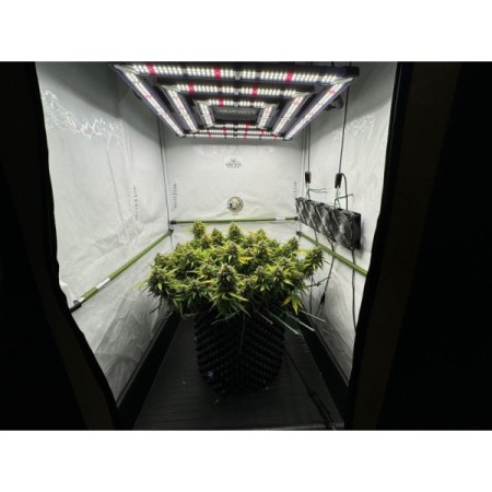 Amnesia Haze Autoflower | Soma Sacred Seeds