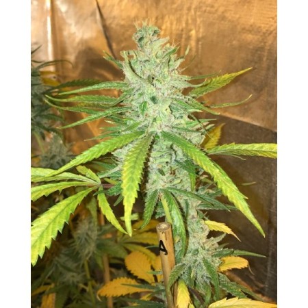 Amnesia Haze Feminized | Soma Sacred Seeds