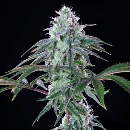 Royal Cheese | Feminized  | Royal Queen Seeds
