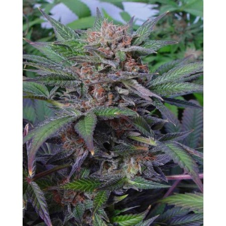 Somango Feminized | Soma Sacred Seeds