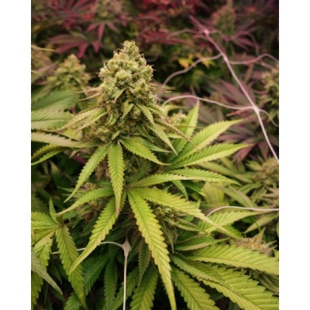 True OG Feminized | Soma Sacred Seeds