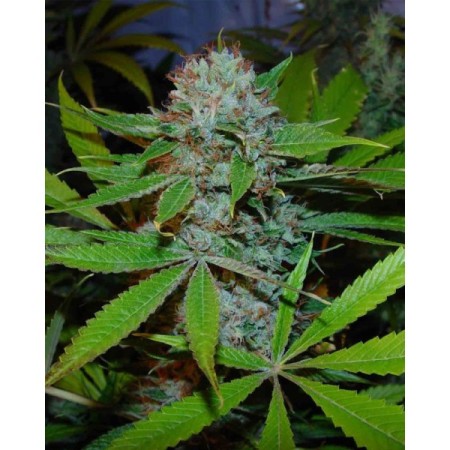 Buddha's Sister Feminized | Soma Sacred Seeds